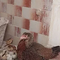 فروش مرغ لاری با ۸جوجه
