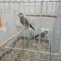 فروش یه جفت مرغ عشق،یه جفت فنچ نرگسی