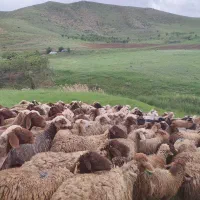 تعداگوسفند مالچه
