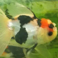 انواع دیسکس کوی و گلدفیش تایگر سوماترا|ماهی|اراک, |دیوار