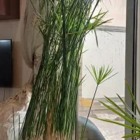 گلدان بسیار بزرگ نخل مرداب شیک وسالنی پاجوش زیاد