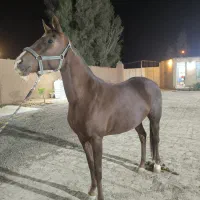 اسب اصیل عرب