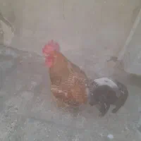 خروس و مرغ تخمگذار