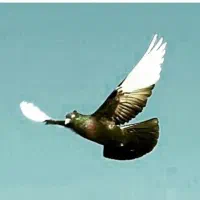 گروه چاشنی و رنگی بازها|پرنده|بجنورد, |دیوار