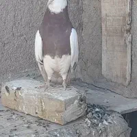 طوقی سرخ نر جوان|پرنده|سبزوار, توحیدشهر|دیوار