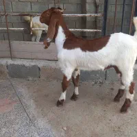 بز داشتی