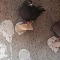 کفتر آلمانی و دورگ|پرنده|مشهد, باغ فراگرد|دیوار