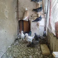 فرش طرح کفتر