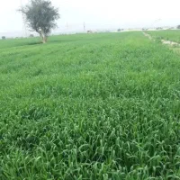 اجاره ۸ هکتار|اجارهٔ دفتر صنعتی، کشاورزی، تجاری|دوگنبدان, |دیوار