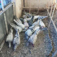 کبوتر هفترنگ خطی پرشی وجفتی