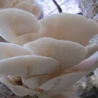 بذر قارچ‌ صدفی دکمه‌ای شاه صدف گانودرما