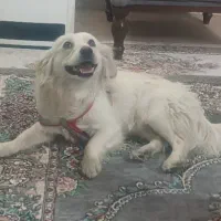 اشپیتز ایرانی