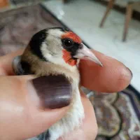 سهره محمدشهر|پرنده|مشکین‌دشت, |دیوار