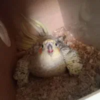 نرماده عروس هلندی|پرنده|کرمان, |دیوار