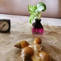 فروش حلزون آلبینو|خزنده|اصفهان, باغ فردوس|دیوار