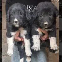 توله سگ قدرجونی