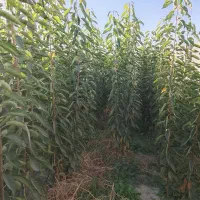 نهالستان حسن زاده شاهنامه شروع قیمت از30هزار تومان|خدمات باغبانی و درختکاری|مشهد, شمس آباد|دیوار