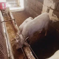 دو تا بز ماده و دوتا بزغاله|حیوانات مزرعه|هشتگرد, هیو|دیوار