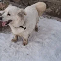 سگ پاکوتاه|سگ|تبریز, |دیوار