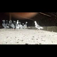 ۱۱تا کفتر فروشی