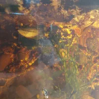 ماهی دیسکس و گورامی|ماهی|تهران, فردوس|دیوار