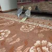عروس هلندی