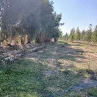 فروش زیر قیمت گلخانه یک هکتاری با طراحی اسپانیایی|فروش دفتر صنعتی، کشاورزی، تجاری|شوشتر, |دیوار