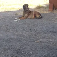 سگ گله|سگ|زاوه, |دیوار