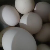 تخم مرغ محلی کاملا اورگانیک