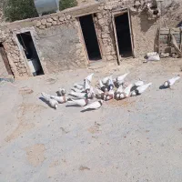 سری700|پرنده|لنده, |دیوار