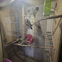 عروس هلندی|پرنده|بیرجند, |دیوار