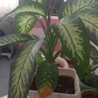 گل کاکتوس وگل دیفنباخیاهرعدد۷۵۰هزارتومان|گل و گیاه طبیعی|لردگان, |دیوار