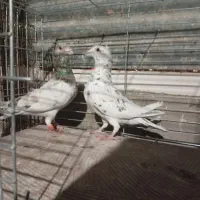 رنگی|حیوانات|یزد, |دیوار