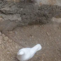 یک جفت کبوتر مست