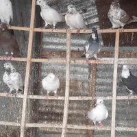 کبوتر پرشی|پرنده|لنگرود, |دیوار