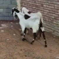 دوبز پاکستانی اصل جوان درشت آبستن دوماهه ونیم