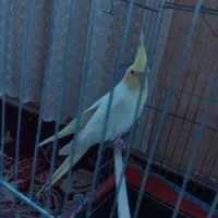 عروس هلندی|پرنده|باقرشهر, |دیوار