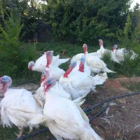بوقلمون گوشتی ، بیوتی ارگانیک
