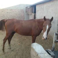 اسب نژاد دره شوری