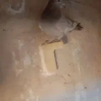 فروش تعدادکبوتر|پرنده|فسا, |دیوار