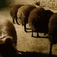 تعدادی رومانوف وبره نر گوشتی  به فروش می‌رسد|حیوانات مزرعه|تبریز, |دیوار