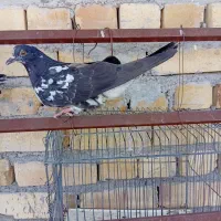 کفتر|پرنده|چاه مرید, |دیوار