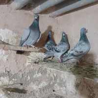 کفتر مسافتی پلاکی|پرنده|پاکدشت, حصار امیر|دیوار