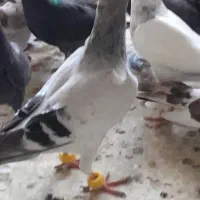 ۲۵تا کفتر پرشی