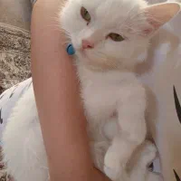 گربه اروم حرف گوش کن