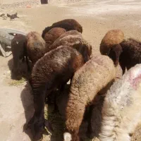 گوسفند داشتی ابستن