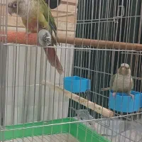 گیرینچیک|پرنده|محمدشهر, شهرک پیام (مهرالبرز)|دیوار