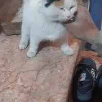 فروش گربه خانگی