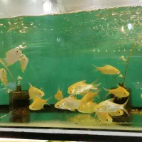 ماهی گوشت‌خوار سازگار
