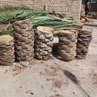 بریدن نخل قطع نخل هرس نخل درخت استاد نخل سمپاشی|خدمات باغبانی و درختکاری|اهواز, گلستان|دیوار